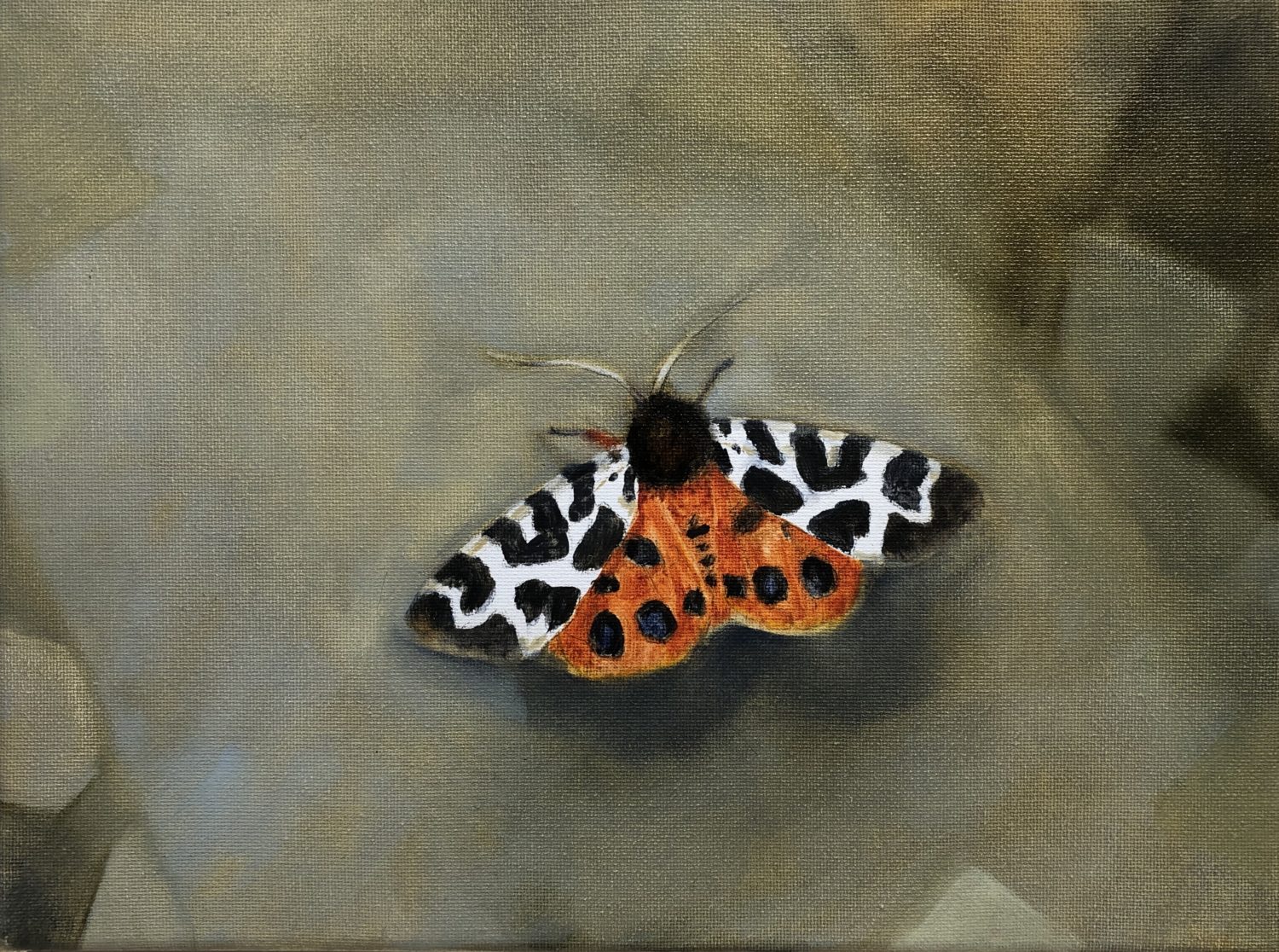 Garden Tiger Moth by Beatrice O'Connell