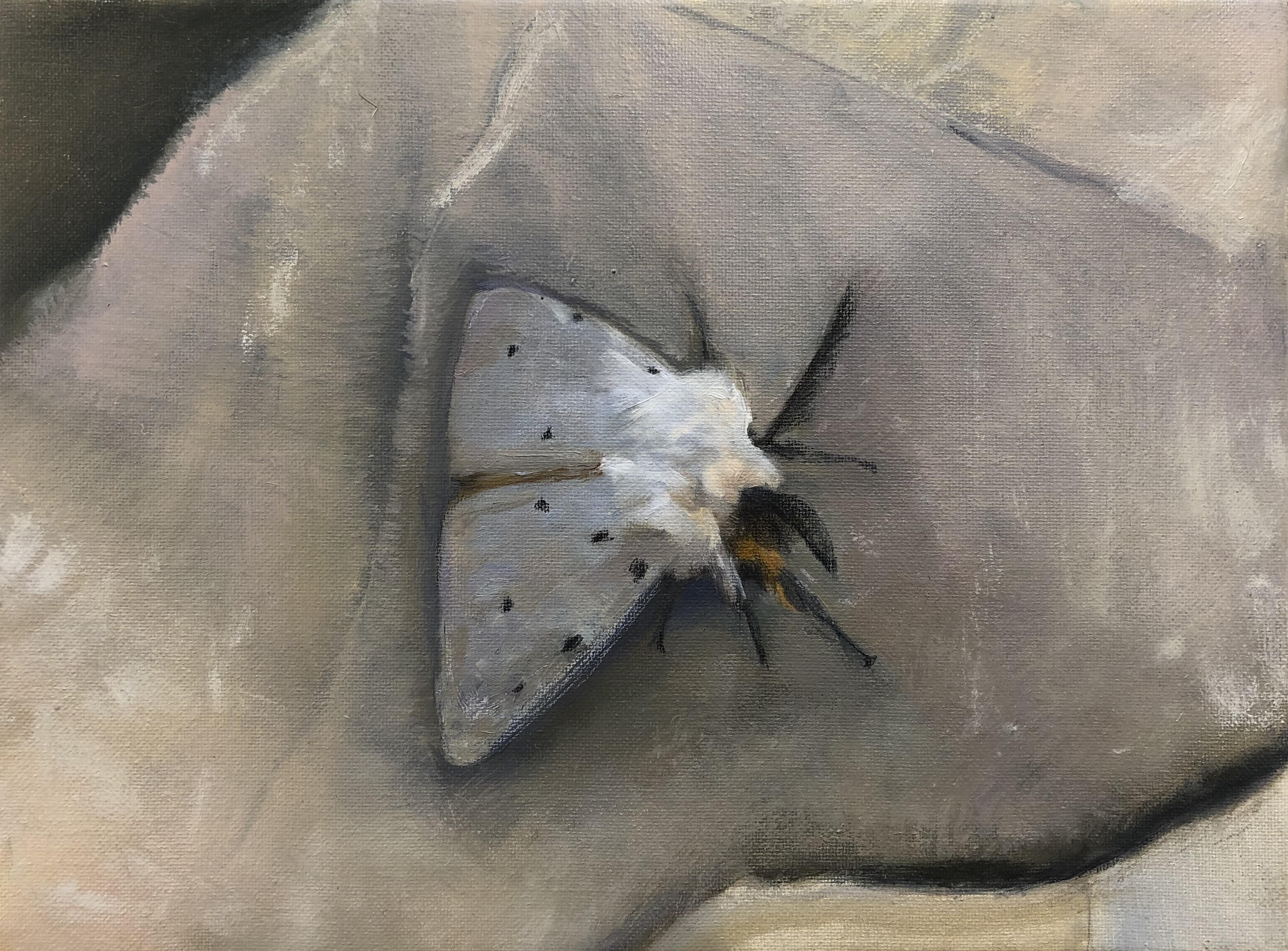 Muslin Moth by Beatrice O'Connell