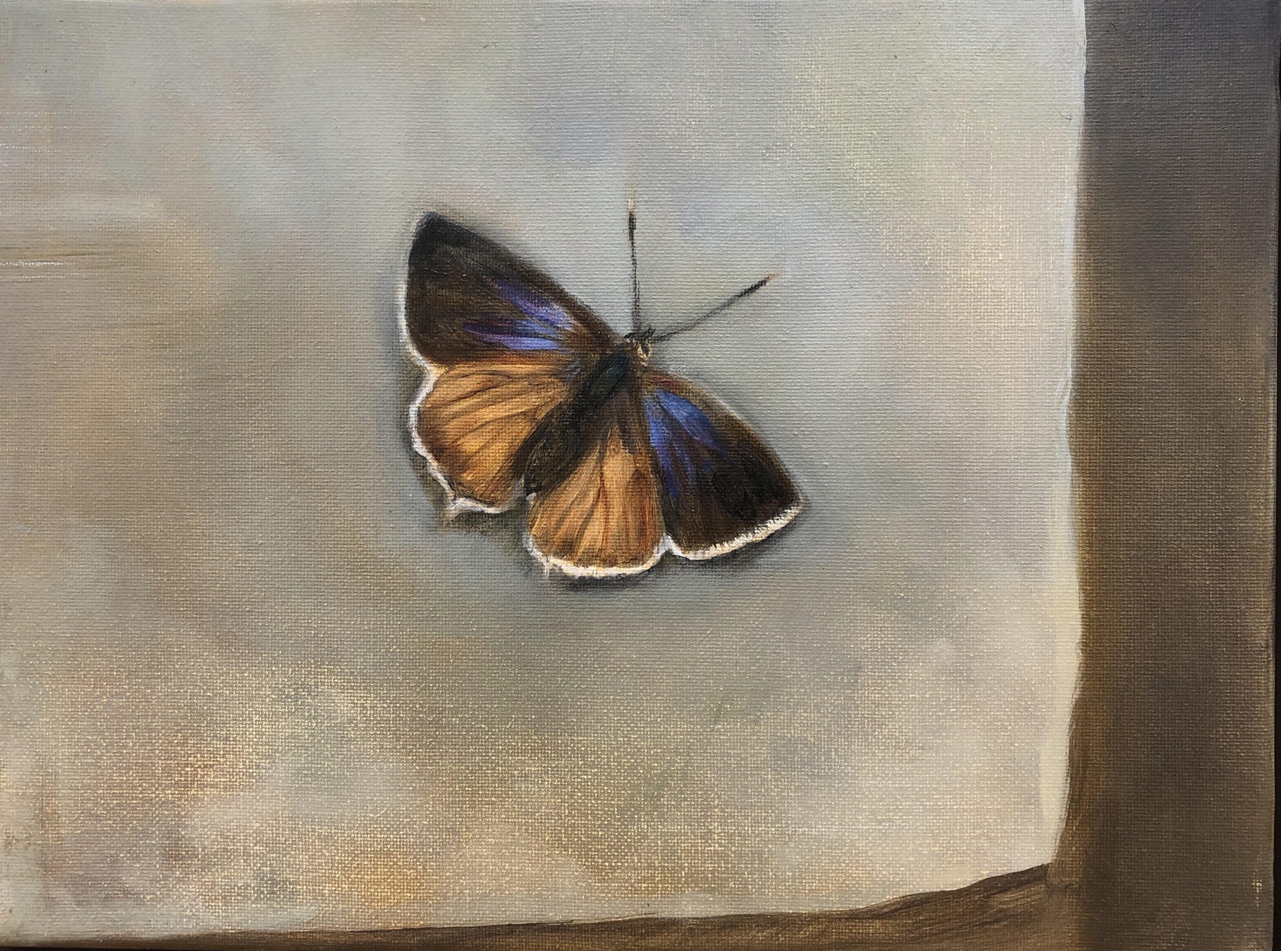 Purple Hairstreak by Beatrice O'Connell